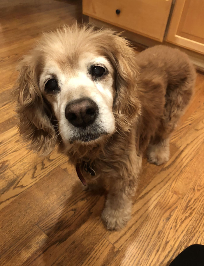 30 Wholesome Pics Of Senior Good Boys