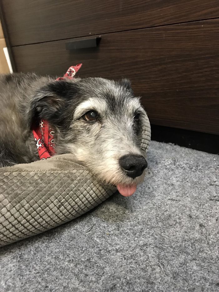 30 Wholesome Pics Of Senior Good Boys