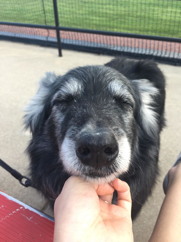 30 Wholesome Pics Of Senior Good Boys