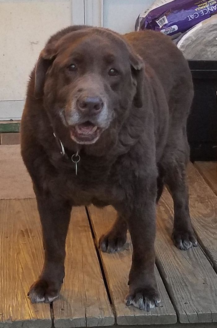 30 Wholesome Pics Of Senior Good Boys