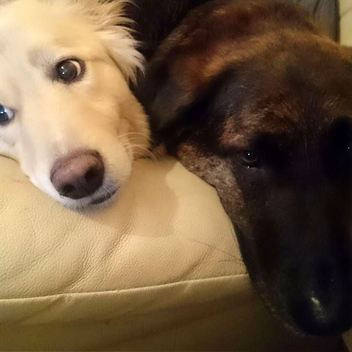 After This Dog&#8217;s Brother Died, His Owner Bought  Him A Pillow With Brother&#8217;s Face To Bring Comfort
