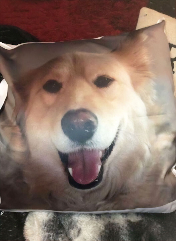 After This Dog&#8217;s Brother Died, His Owner Bought  Him A Pillow With Brother&#8217;s Face To Bring Comfort