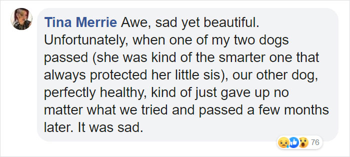 After This Dog&#8217;s Brother Died, His Owner Bought  Him A Pillow With Brother&#8217;s Face To Bring Comfort