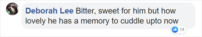 After This Dog&#8217;s Brother Died, His Owner Bought  Him A Pillow With Brother&#8217;s Face To Bring Comfort