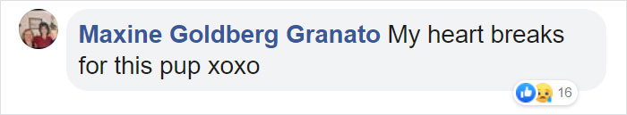 After This Dog&#8217;s Brother Died, His Owner Bought  Him A Pillow With Brother&#8217;s Face To Bring Comfort