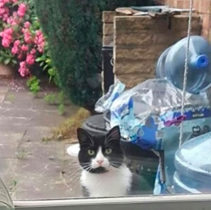 30 Times Jerk Cats Were Publicly Shamed For Their Hilariously Horrible Crimes 30 Times Jerk Cats Were Publicly Shamed For Their Hilariously Horrible Crimes