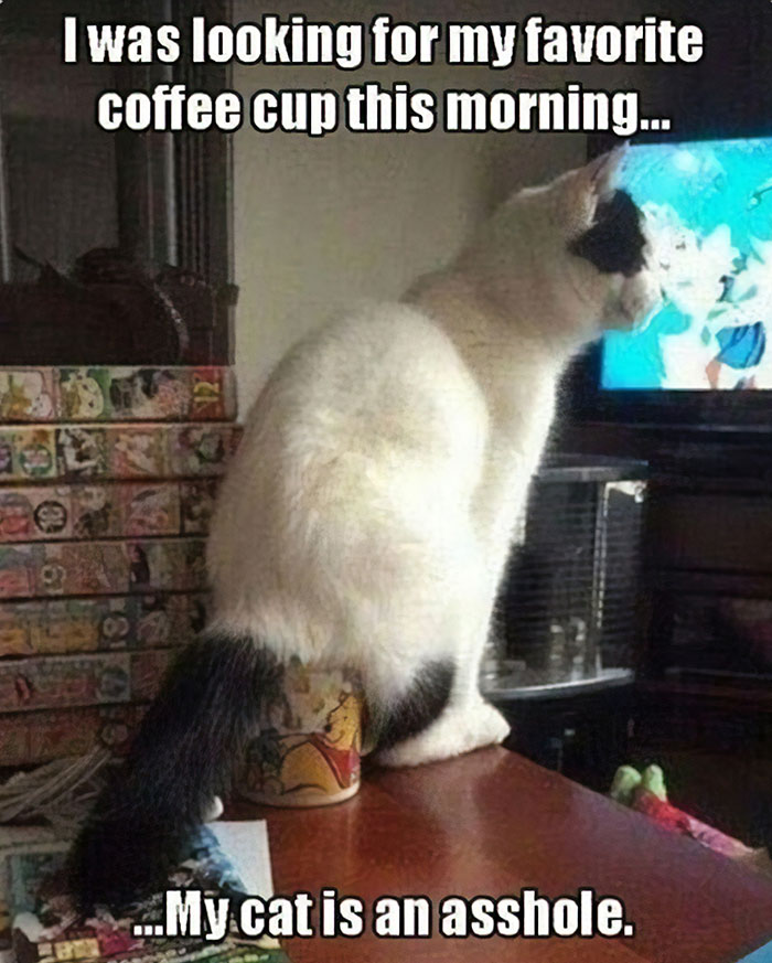 30 Times Jerk Cats Were Publicly Shamed For Their Hilariously Horrible Crimes 30 Times Jerk Cats Were Publicly Shamed For Their Hilariously Horrible Crimes