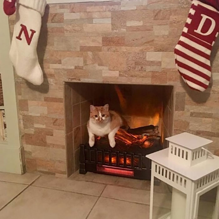 30 Times Jerk Cats Were Publicly Shamed For Their Hilariously Horrible Crimes 30 Times Jerk Cats Were Publicly Shamed For Their Hilariously Horrible Crimes