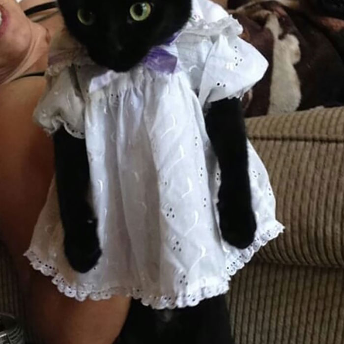 30 Times Jerk Cats Were Publicly Shamed For Their Hilariously Horrible Crimes 30 Times Jerk Cats Were Publicly Shamed For Their Hilariously Horrible Crimes