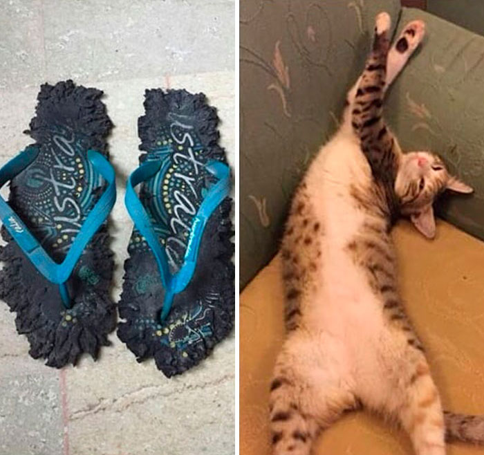 30 Times Jerk Cats Were Publicly Shamed For Their Hilariously Horrible Crimes 30 Times Jerk Cats Were Publicly Shamed For Their Hilariously Horrible Crimes