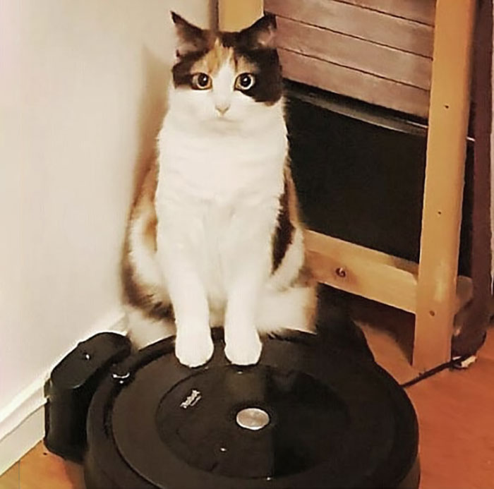 30 Times Jerk Cats Were Publicly Shamed For Their Hilariously Horrible Crimes 30 Times Jerk Cats Were Publicly Shamed For Their Hilariously Horrible Crimes