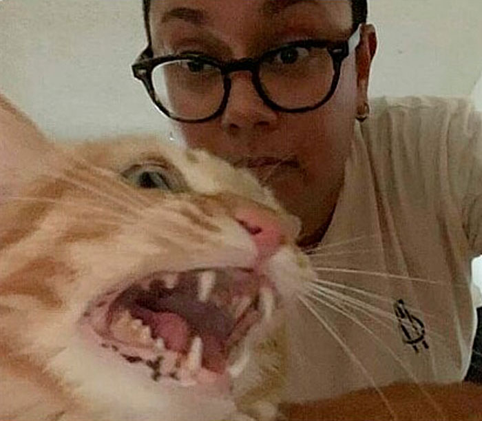 30 Times Jerk Cats Were Publicly Shamed For Their Hilariously Horrible Crimes 30 Times Jerk Cats Were Publicly Shamed For Their Hilariously Horrible Crimes