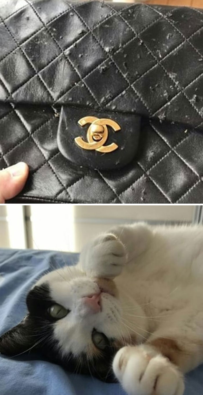 30 Times Jerk Cats Were Publicly Shamed For Their Hilariously Horrible Crimes 30 Times Jerk Cats Were Publicly Shamed For Their Hilariously Horrible Crimes