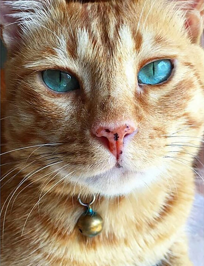 30 Times Jerk Cats Were Publicly Shamed For Their Hilariously Horrible Crimes 30 Times Jerk Cats Were Publicly Shamed For Their Hilariously Horrible Crimes