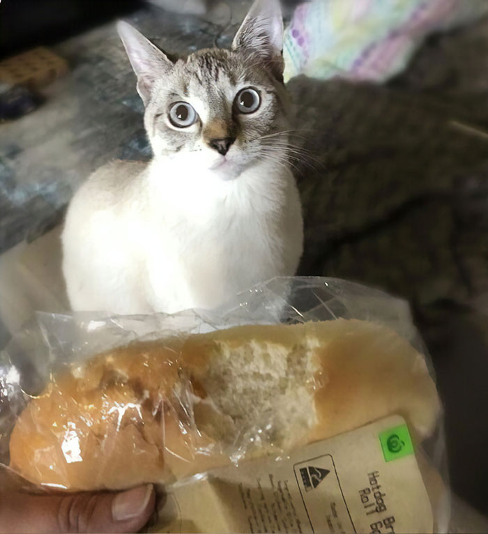 30 Times Jerk Cats Were Publicly Shamed For Their Hilariously Horrible Crimes 30 Times Jerk Cats Were Publicly Shamed For Their Hilariously Horrible Crimes