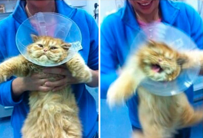 30 Times Jerk Cats Were Publicly Shamed For Their Hilariously Horrible Crimes 30 Times Jerk Cats Were Publicly Shamed For Their Hilariously Horrible Crimes