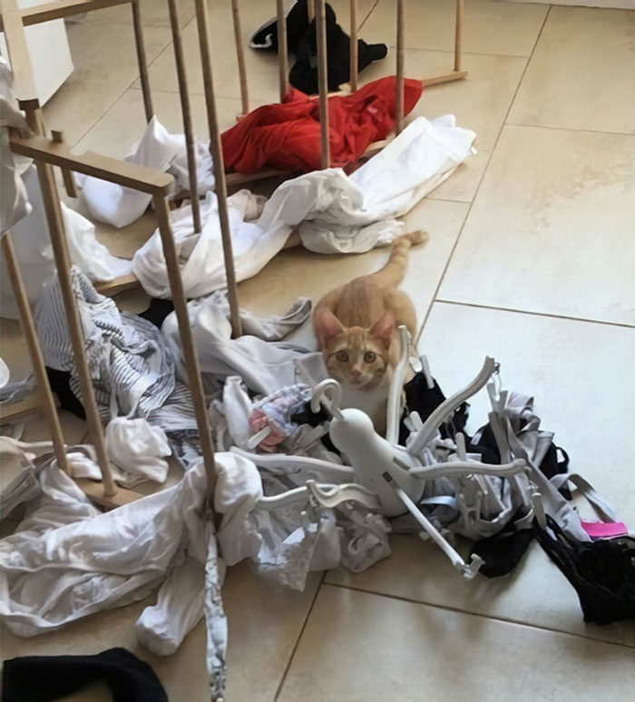 30 Times Jerk Cats Were Publicly Shamed For Their Hilariously Horrible Crimes 30 Times Jerk Cats Were Publicly Shamed For Their Hilariously Horrible Crimes