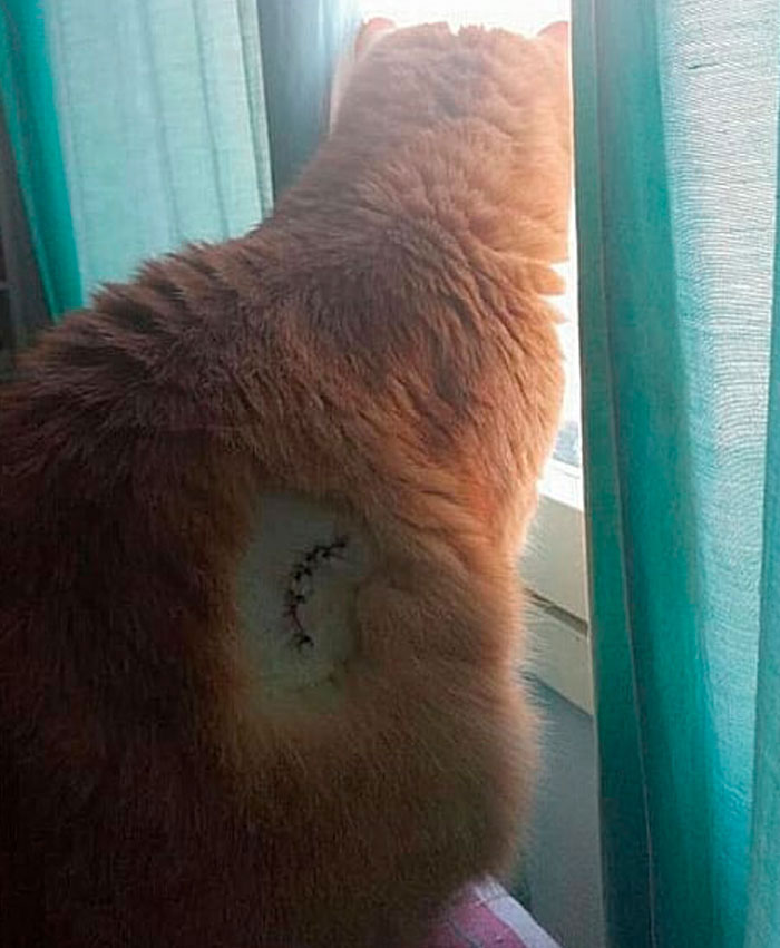 30 Times Jerk Cats Were Publicly Shamed For Their Hilariously Horrible Crimes 30 Times Jerk Cats Were Publicly Shamed For Their Hilariously Horrible Crimes