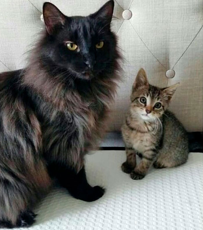 30 Times Jerk Cats Were Publicly Shamed For Their Hilariously Horrible Crimes 30 Times Jerk Cats Were Publicly Shamed For Their Hilariously Horrible Crimes