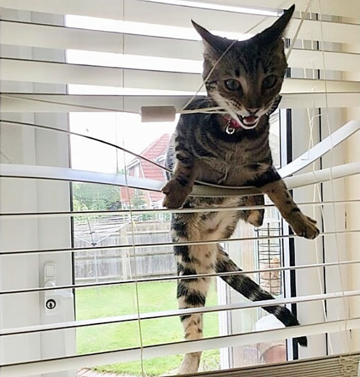 30 Times Jerk Cats Were Publicly Shamed For Their Hilariously Horrible Crimes 30 Times Jerk Cats Were Publicly Shamed For Their Hilariously Horrible Crimes