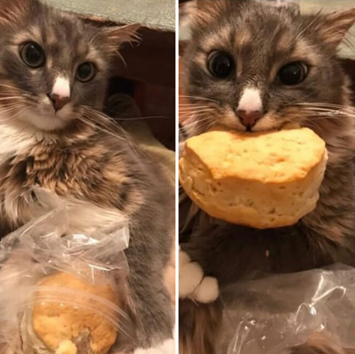 30 Times Jerk Cats Were Publicly Shamed For Their Hilariously Horrible Crimes 30 Times Jerk Cats Were Publicly Shamed For Their Hilariously Horrible Crimes