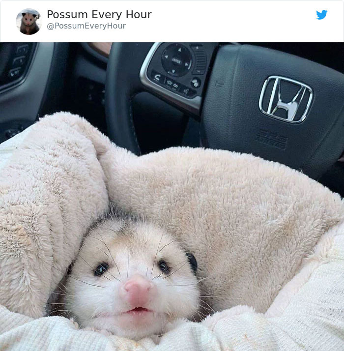 22 Adorable Photos From The Twitter Page #PossumEveryHour That May Make You See These Creatures Differently 22 Adorable Photos From The Twitter Page #PossumEveryHour That May Make You See These Creatures Differently