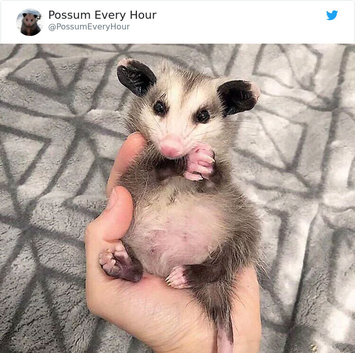 22 Adorable Photos From The Twitter Page #PossumEveryHour That May Make You See These Creatures Differently 22 Adorable Photos From The Twitter Page #PossumEveryHour That May Make You See These Creatures Differently
