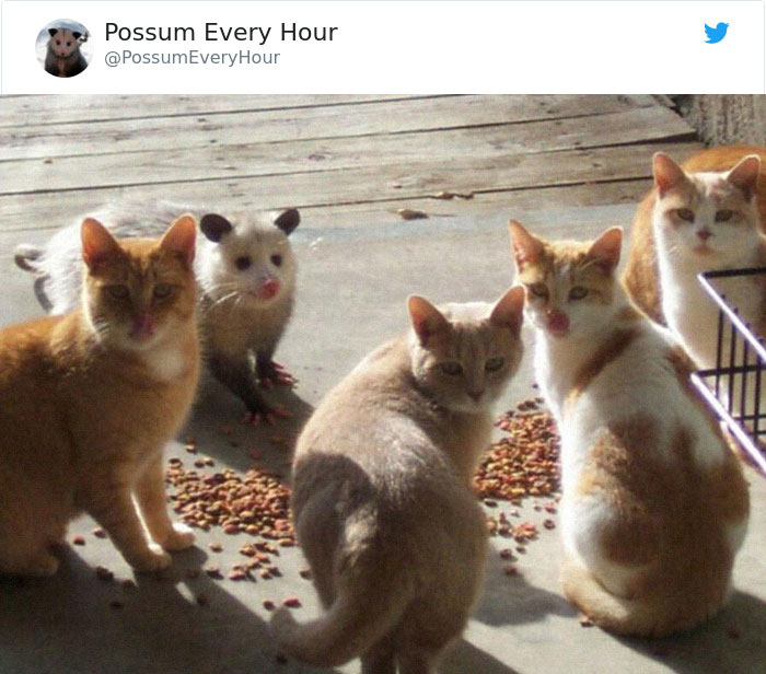 22 Adorable Photos From The Twitter Page #PossumEveryHour That May Make You See These Creatures Differently 22 Adorable Photos From The Twitter Page #PossumEveryHour That May Make You See These Creatures Differently