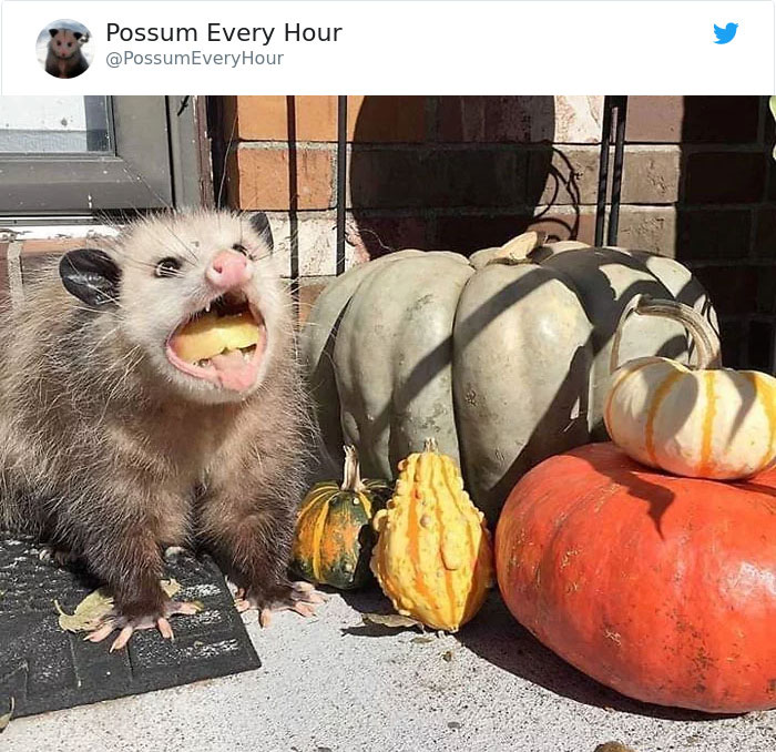 22 Adorable Photos From The Twitter Page #PossumEveryHour That May Make You See These Creatures Differently 22 Adorable Photos From The Twitter Page #PossumEveryHour That May Make You See These Creatures Differently