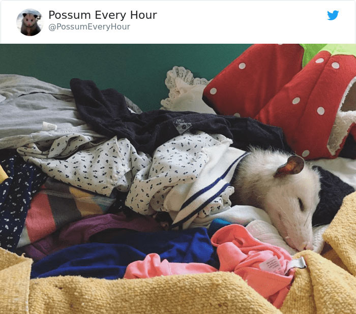 22 Adorable Photos From The Twitter Page #PossumEveryHour That May Make You See These Creatures Differently 22 Adorable Photos From The Twitter Page #PossumEveryHour That May Make You See These Creatures Differently