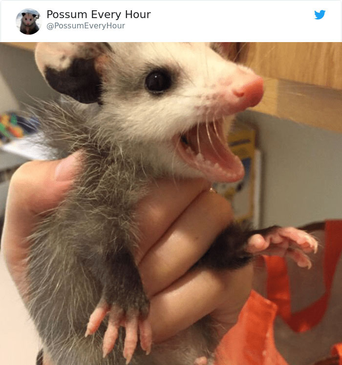 22 Adorable Photos From The Twitter Page #PossumEveryHour That May Make You See These Creatures Differently 22 Adorable Photos From The Twitter Page #PossumEveryHour That May Make You See These Creatures Differently