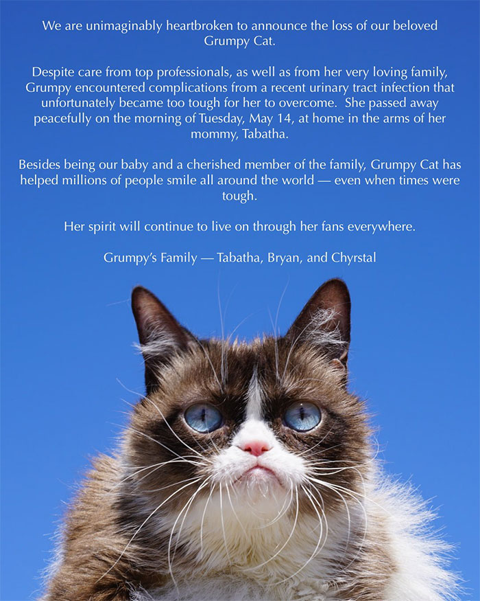 Grumpy Cat Dies Aged 7 Grumpy Cat Dies Aged 7