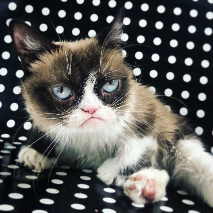 Grumpy Cat Dies Aged 7 Grumpy Cat Dies Aged 7