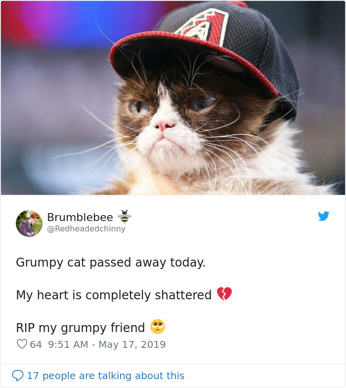 Grumpy Cat Dies Aged 7 Grumpy Cat Dies Aged 7