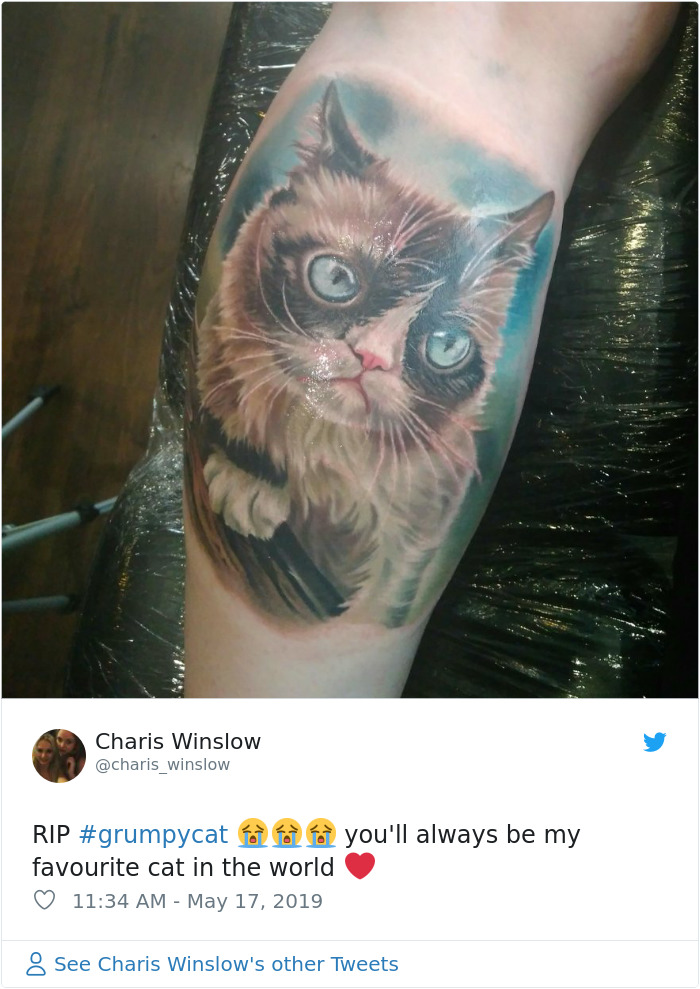 Grumpy Cat Dies Aged 7 Grumpy Cat Dies Aged 7