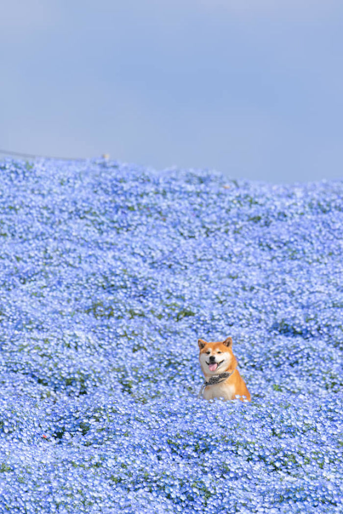 This Shiba Inu Is The Cutest Flower Boi In Japan And His 19 Pics Are Making People Happy This Shiba Inu Is The Cutest Flower Boi In Japan And His 19 Pics Are Making People Happy
