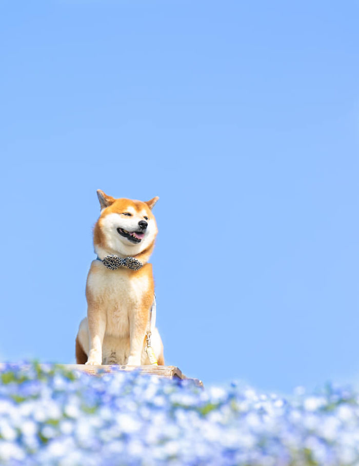 This Shiba Inu Is The Cutest Flower Boi In Japan And His 19 Pics Are Making People Happy This Shiba Inu Is The Cutest Flower Boi In Japan And His 19 Pics Are Making People Happy
