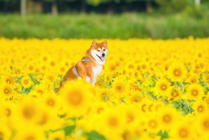 This Shiba Inu Is The Cutest Flower Boi In Japan And His 19 Pics Are Making People Happy This Shiba Inu Is The Cutest Flower Boi In Japan And His 19 Pics Are Making People Happy