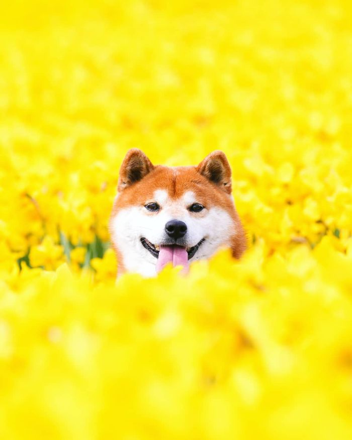 This Shiba Inu Is The Cutest Flower Boi In Japan And His 19 Pics Are Making People Happy This Shiba Inu Is The Cutest Flower Boi In Japan And His 19 Pics Are Making People Happy