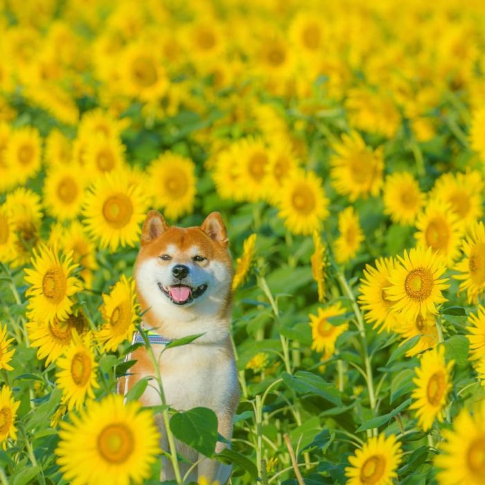 This Shiba Inu Is The Cutest Flower Boi In Japan And His 19 Pics Are Making People Happy This Shiba Inu Is The Cutest Flower Boi In Japan And His 19 Pics Are Making People Happy