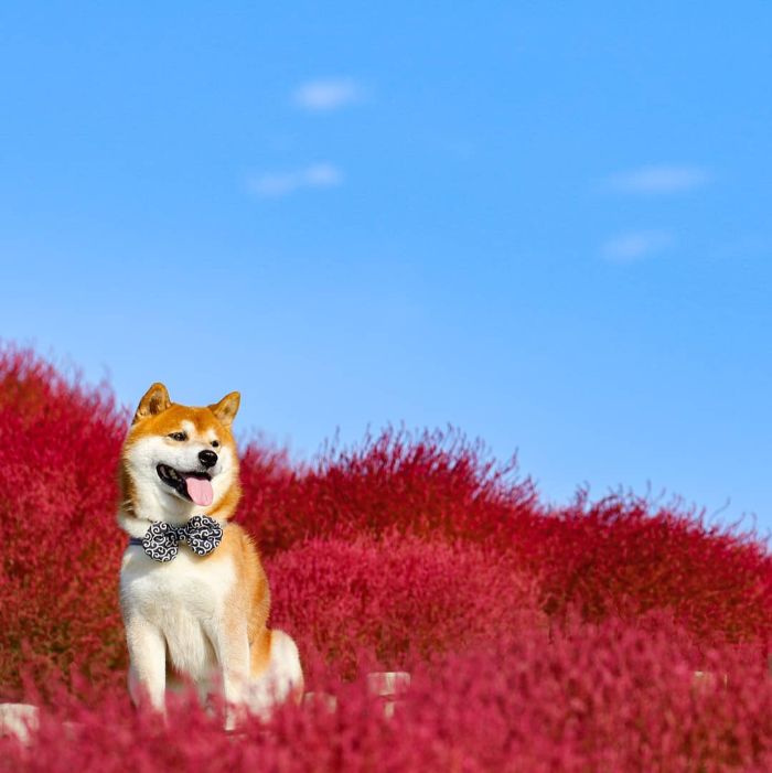 This Shiba Inu Is The Cutest Flower Boi In Japan And His 19 Pics Are Making People Happy This Shiba Inu Is The Cutest Flower Boi In Japan And His 19 Pics Are Making People Happy
