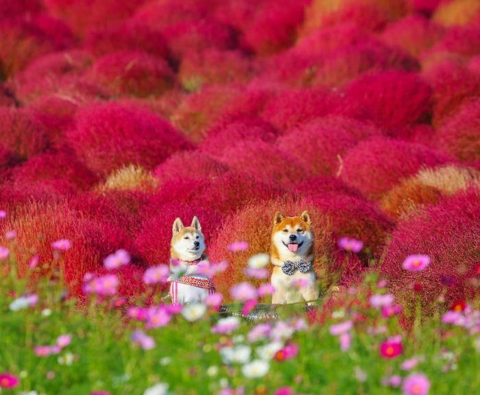 This Shiba Inu Is The Cutest Flower Boi In Japan And His 19 Pics Are Making People Happy This Shiba Inu Is The Cutest Flower Boi In Japan And His 19 Pics Are Making People Happy