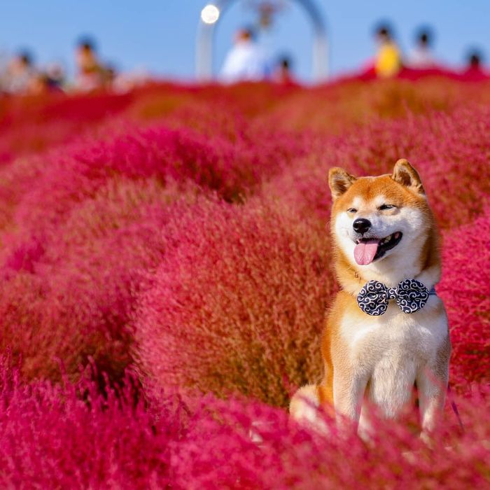 This Shiba Inu Is The Cutest Flower Boi In Japan And His 19 Pics Are Making People Happy This Shiba Inu Is The Cutest Flower Boi In Japan And His 19 Pics Are Making People Happy
