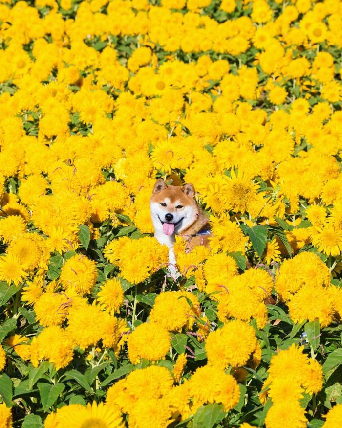This Shiba Inu Is The Cutest Flower Boi In Japan And His 19 Pics Are Making People Happy This Shiba Inu Is The Cutest Flower Boi In Japan And His 19 Pics Are Making People Happy