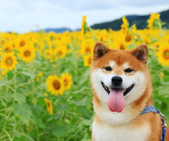 This Shiba Inu Is The Cutest Flower Boi In Japan And His 19 Pics Are Making People Happy This Shiba Inu Is The Cutest Flower Boi In Japan And His 19 Pics Are Making People Happy