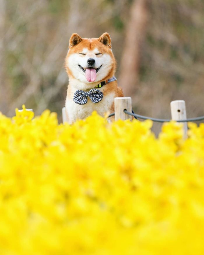 This Shiba Inu Is The Cutest Flower Boi In Japan And His 19 Pics Are Making People Happy This Shiba Inu Is The Cutest Flower Boi In Japan And His 19 Pics Are Making People Happy
