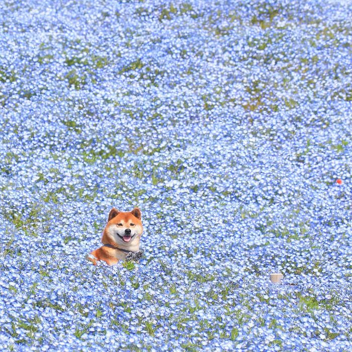 This Shiba Inu Is The Cutest Flower Boi In Japan And His 19 Pics Are Making People Happy This Shiba Inu Is The Cutest Flower Boi In Japan And His 19 Pics Are Making People Happy