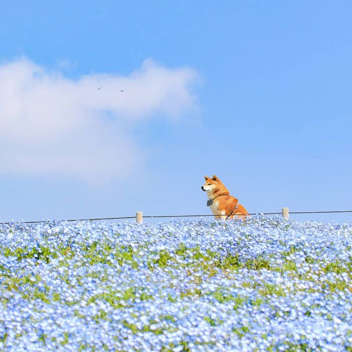 This Shiba Inu Is The Cutest Flower Boi In Japan And His 19 Pics Are Making People Happy This Shiba Inu Is The Cutest Flower Boi In Japan And His 19 Pics Are Making People Happy