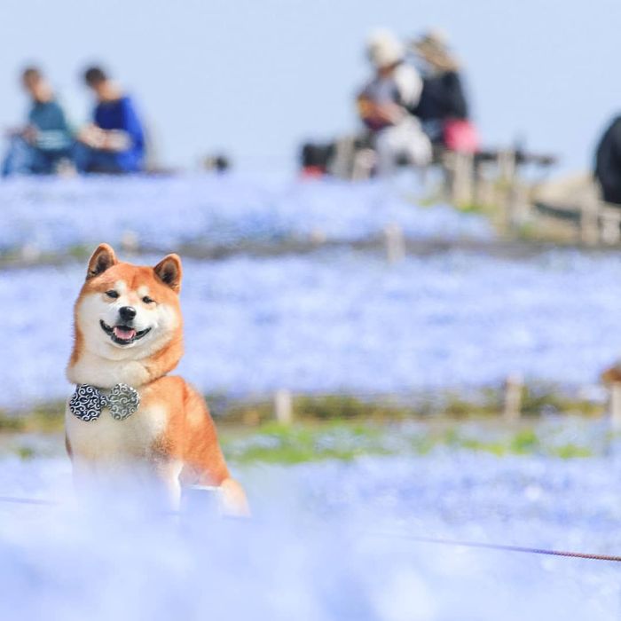 This Shiba Inu Is The Cutest Flower Boi In Japan And His 19 Pics Are Making People Happy This Shiba Inu Is The Cutest Flower Boi In Japan And His 19 Pics Are Making People Happy