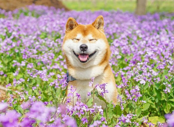 This Shiba Inu Is The Cutest Flower Boi In Japan And His 19 Pics Are Making People Happy This Shiba Inu Is The Cutest Flower Boi In Japan And His 19 Pics Are Making People Happy